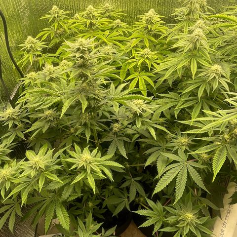 Purple Crash growlog timeline photo