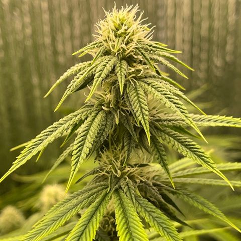 Purple Crash growlog timeline photo