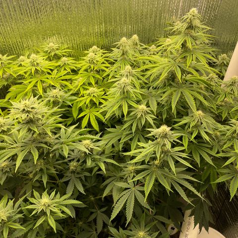 Purple Crash growlog timeline photo