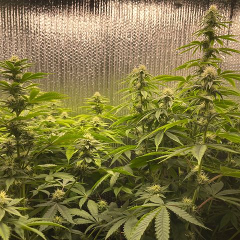 Purple Crash growlog timeline photo