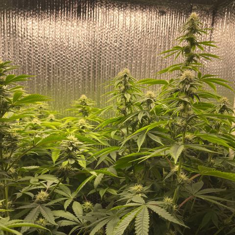 Purple Crash growlog timeline photo