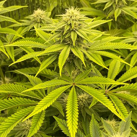 Purple Crash growlog timeline photo