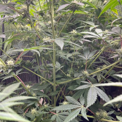 Purple Crash growlog timeline photo