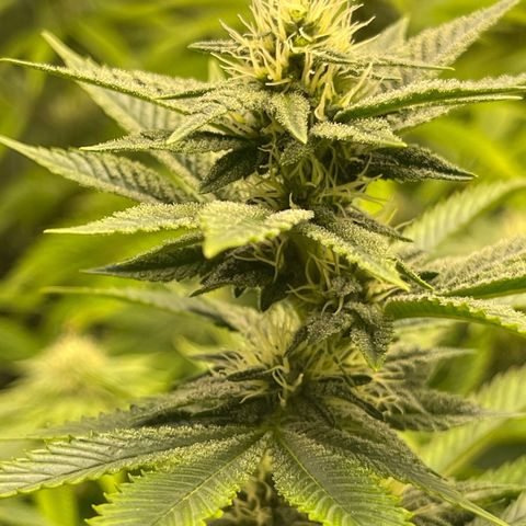 Purple Crash growlog timeline photo
