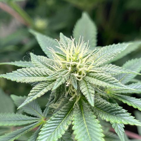 Purple Crash growlog timeline photo