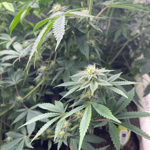 Purple Crash growlog timeline photo