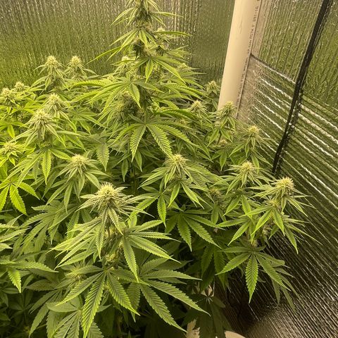 Purple Crash growlog timeline photo