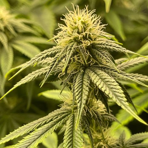 Purple Crash growlog timeline photo