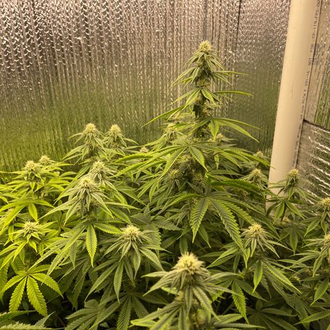 Purple Crash growlog timeline photo