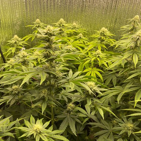 Purple Crash growlog timeline photo