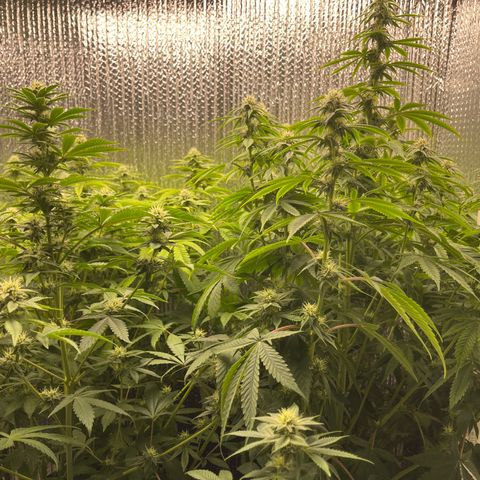 Purple Crash growlog timeline photo