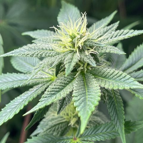 Purple Crash growlog timeline photo