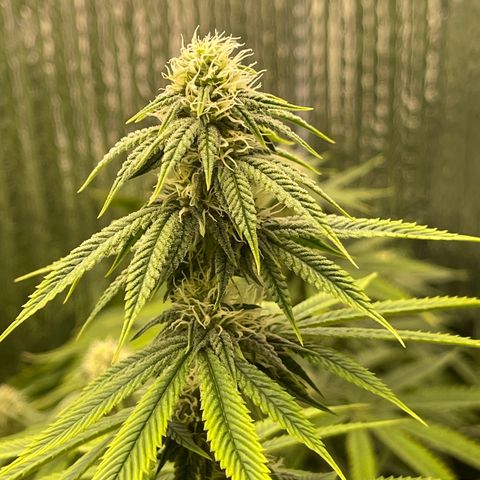 Purple Crash growlog timeline photo
