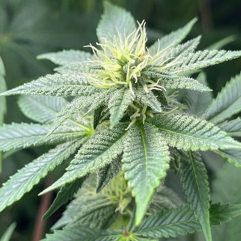 Purple Crash growlog timeline photo