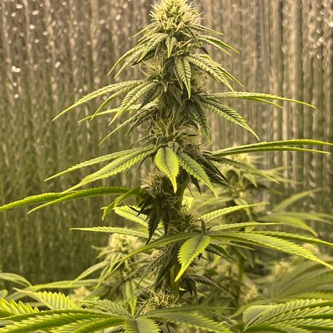Purple Crash growlog timeline photo
