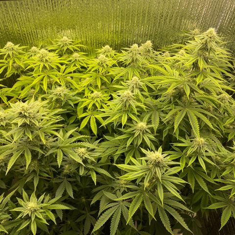 Purple Crash growlog timeline photo