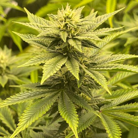 Purple Crash growlog timeline photo