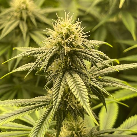 Purple Crash growlog timeline photo