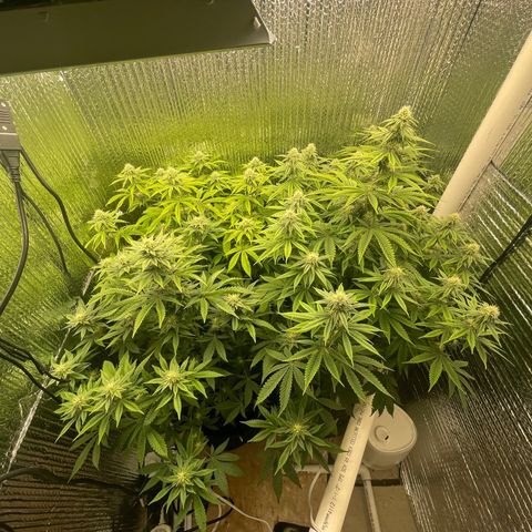 Purple Crash growlog timeline photo