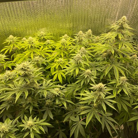 Purple Crash growlog timeline photo