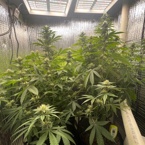 Purple Crash growlog timeline photo