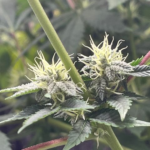 Purple Crash growlog timeline photo