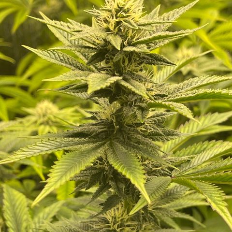 Purple Crash growlog timeline photo