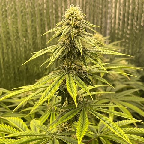 Purple Crash growlog timeline photo