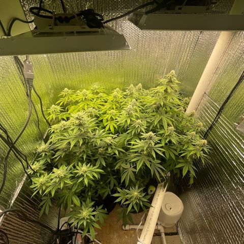 Purple Crash growlog timeline photo