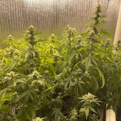 Purple Crash growlog timeline photo