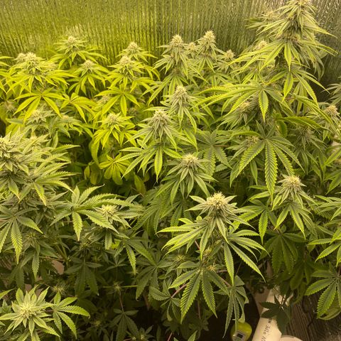 Purple Crash growlog timeline photo