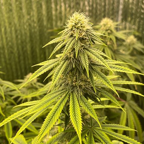 Purple Crash growlog timeline photo
