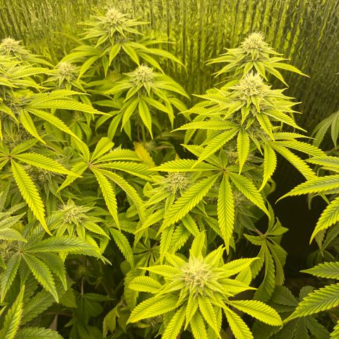 Purple Crash growlog timeline photo