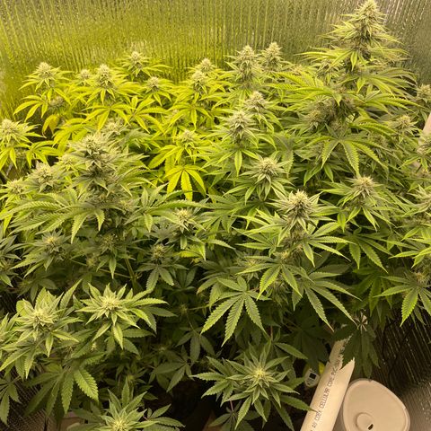 Purple Crash growlog timeline photo