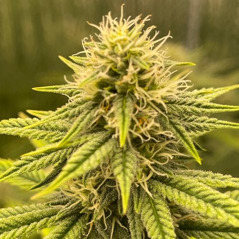 Purple Crash growlog timeline photo
