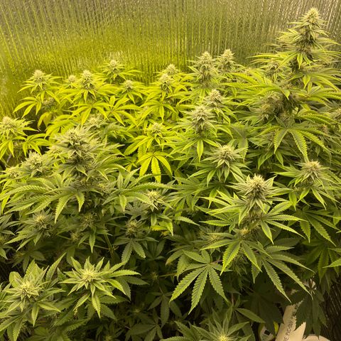 Purple Crash growlog timeline photo