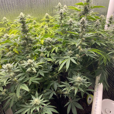 Purple Crash growlog timeline photo