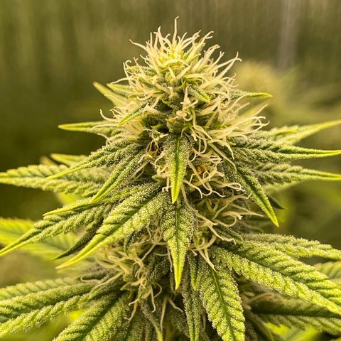 Purple Crash growlog timeline photo