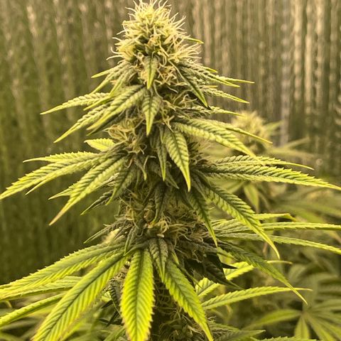 Purple Crash growlog timeline photo
