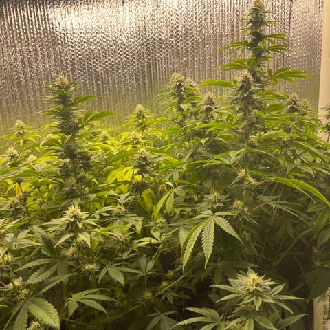 Purple Crash growlog timeline photo