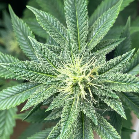 Purple Crash growlog timeline photo