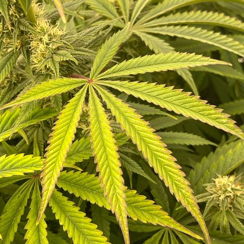 Purple Crash growlog timeline photo
