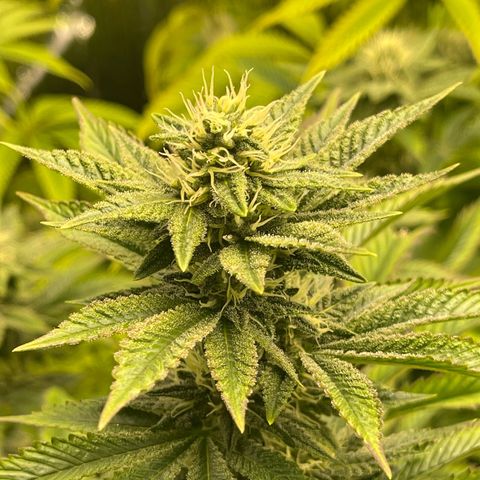 Purple Crash growlog timeline photo