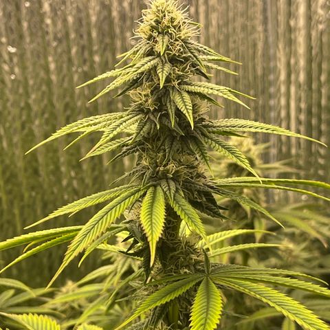 Purple Crash growlog timeline photo
