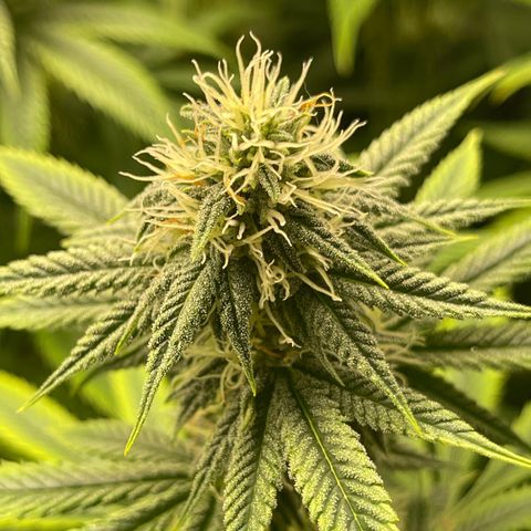 Purple Crash growlog timeline photo