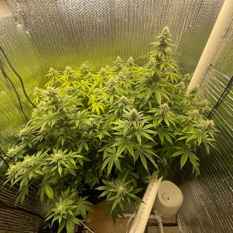 Purple Crash growlog timeline photo