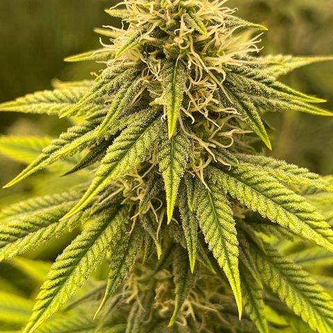 Purple Crash growlog timeline photo