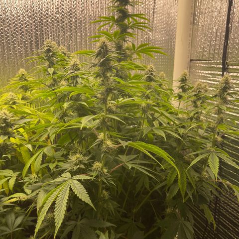 Purple Crash growlog timeline photo
