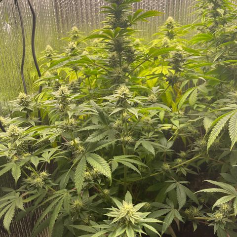 Purple Crash growlog timeline photo