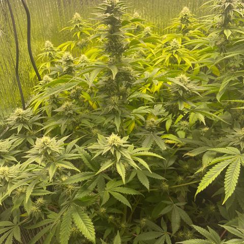 Purple Crash growlog timeline photo